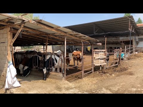 ÇOK MÜTEVAZİ BÜYÜKBAŞ AİLE İŞLETMESİ