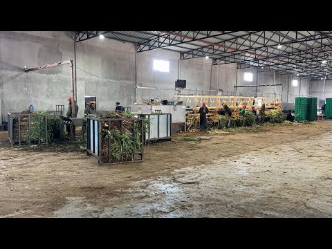 PIRASA YIKAMA VE İŞLEME MAKİNASI