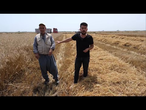Biçerci ve tarla sahibi arasındaki sorunlar