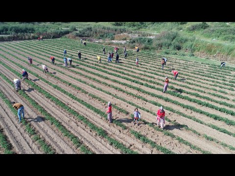 DOMATES DİP ÇAPASI VE GÜBRELEME