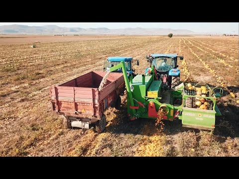DURMADAN BOŞALTMALI KABAK ÇEKİRDEĞİ HASAT MAKİNASI