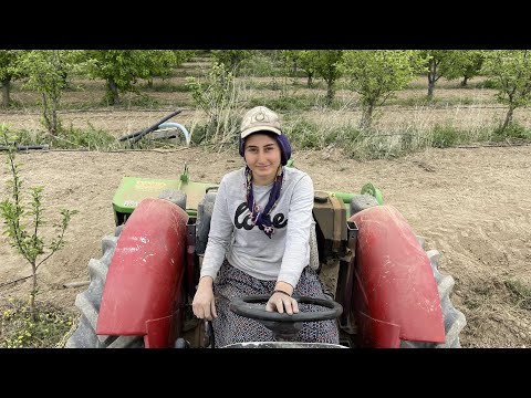 KAYISI BAHÇESİNE ROTOVATÖR ÇEKİYORUZ