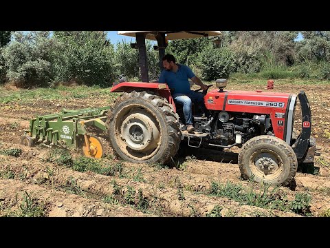 1 DEKAR 5 TON PATATES VERİYOR ÖDEMİŞ OVASI