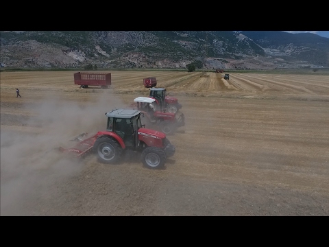 Massey Ferguson lar iş başında