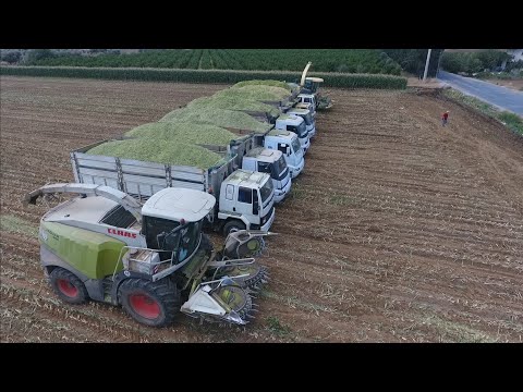 Mısır Silajı Kaplıca A Ş