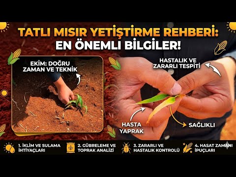 Tatlı Mısır Hakkında Önemli Bilgiler