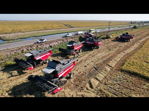 6 LAVERDA ÇELTİK HASADI