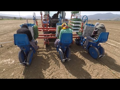 Üç Sıralı Fide Dikim Makinası Domates Dikimi