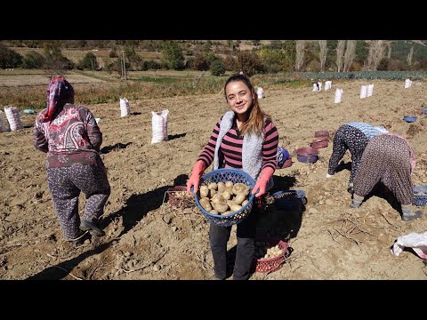 Patates Hasadı 2017 Bozdağ Yaylası