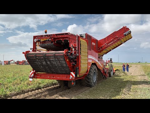 4 SIRA PATATES SÖKÜMÜ GRİMME