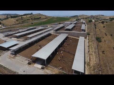 Simental Montofon Damızlı Gebe Düve Çiftliği 1000 Başlık