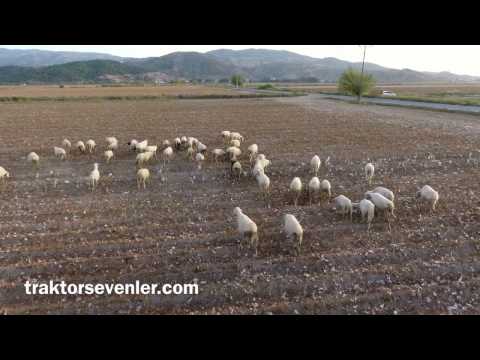 Drone ile çobanlık