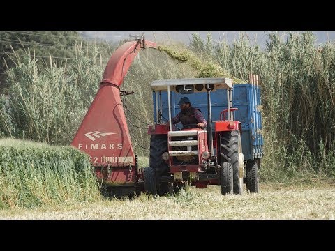 Arpa Otu Silajı Steyr 8073