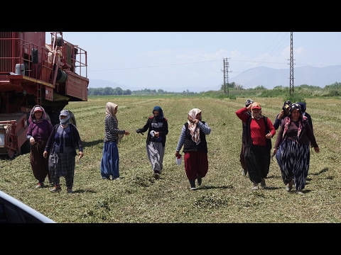 Bezelye Hasadı 2017