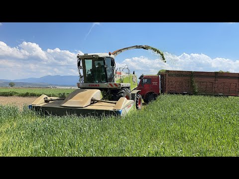 ARPA VE TRİTİKALE SİLAJI