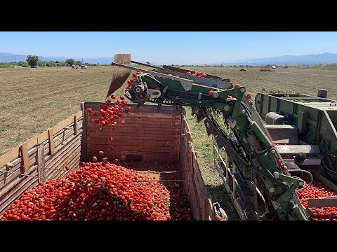 DEKARA 11 TON DOMATES VERİMİ