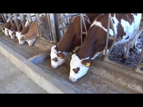 Gördüğüm En Güzel İnekler Bu Çiftlikte 250 Başlık Simental
