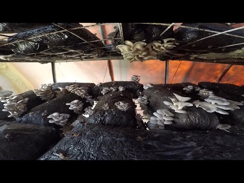 Bu İşte Çok Para Var 75 Hibeli Mantarhane