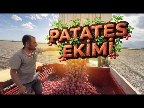 Patates Ekimi 4 sıralı
