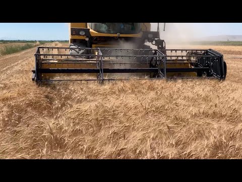 DEKARDA 530 KİLO BUĞDAY HASADI