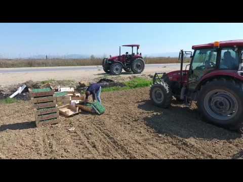 Domates fidesi dikimi