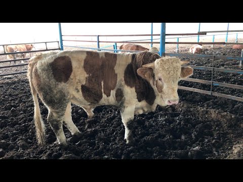 14 Ayda 900 Kiloya Ulaştı Fleckvieh Simental