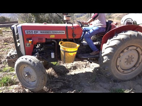 Massey Ferguson 255 EP Patates Hasadı