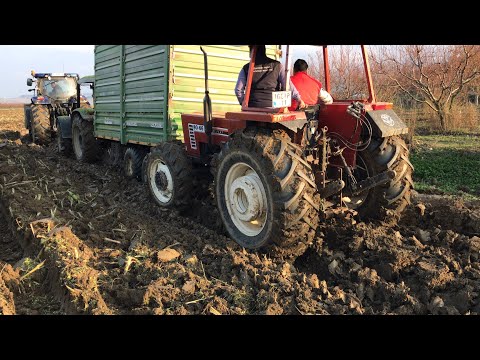 Kral 80 66 Arkadan İttiriyor