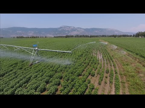 Pivot Sulama sistemi Söke Ovası Özbaşatak Çiftliği