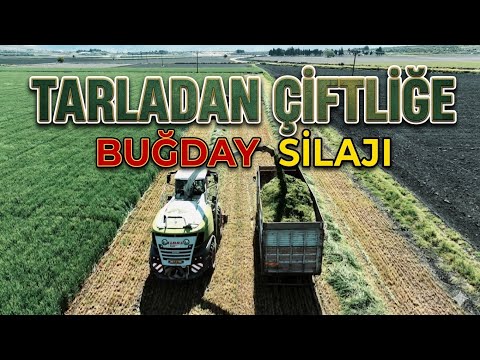 Tarladan çiftliğe Buğday silajı Aka silaj