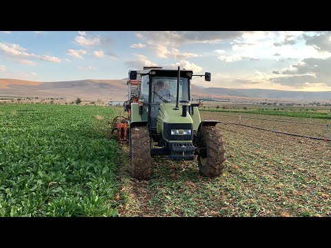 HÜRLİMANN XT 909 ŞEKERPANCARI HASADI