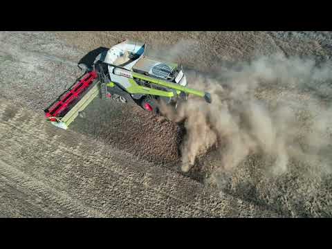 Erbsenernte unter erschwerten Bedingungen Claas Lexion 8900