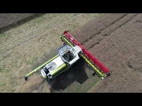 Die 2 Kolonne in der Rapsernte mit Claas Lexion 8900 und