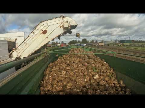 Einmal HW80 Befüllung mit Rüben