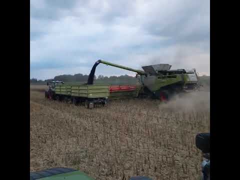 Rapsernte mit Fendt und Claas