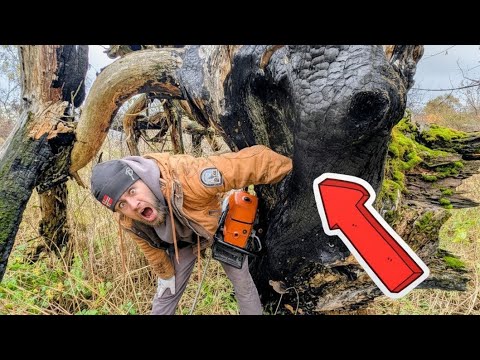 Shocking find in a BURNT tree