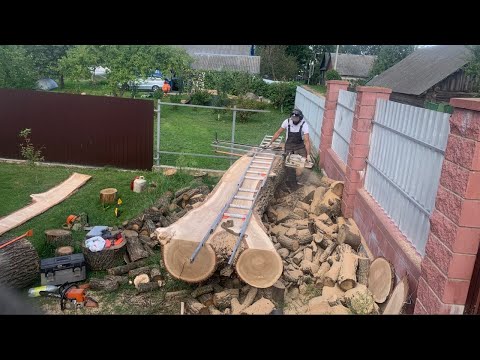 Will we load a huge oak tree into a Volkswagen LT