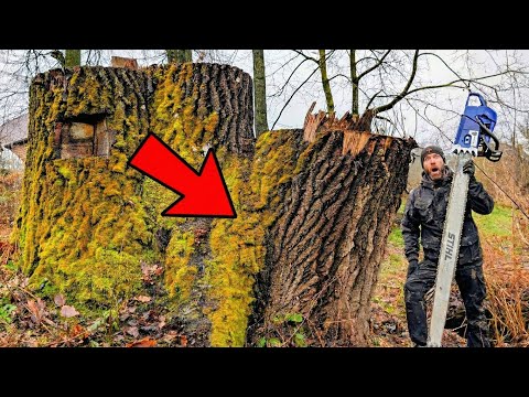 We Found THIS Inside A 500 Year Old Tree