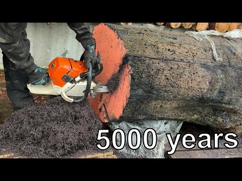 Shocking texture of a 5000 year old tree