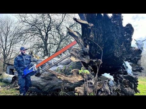 What is hidden in a 300 year old tree