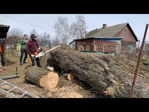 Кто бы мог представить что Вяз может быть таким