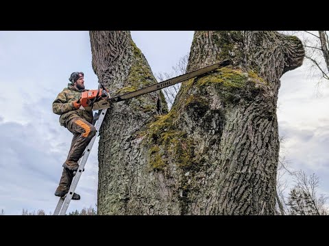 THE WORLD S BEST ARBORIST SHOWS A UNIQUE TECHNIQUE FOR