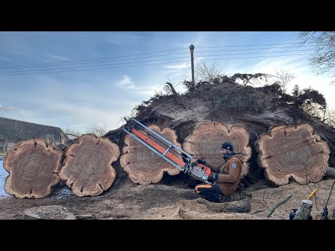 Very dangerous but effective stump sawing