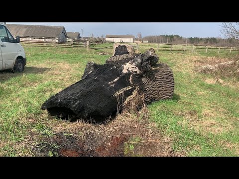 Oak from HELL Дуб из АДА