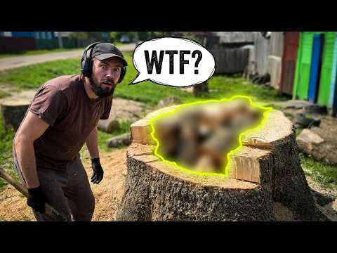 We Opened This Stump and FOUND THIS