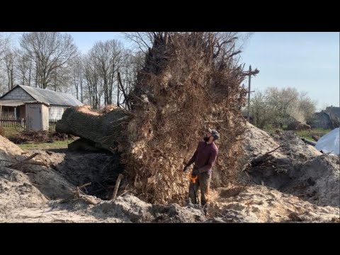 Stump removal Chainsaw Big oak