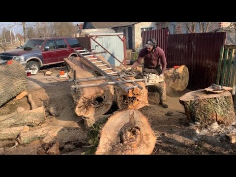 Редкий каповый дуб Восторг и разочарование