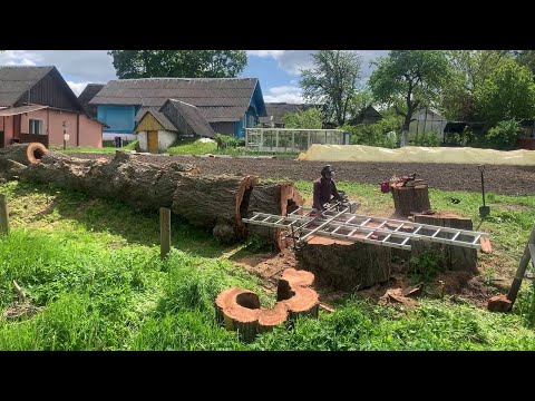 milling elm tree Дерево пещера