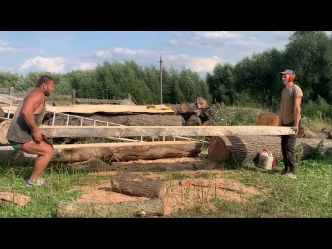 The oaks interfered with the sawing of the spruce Spruce