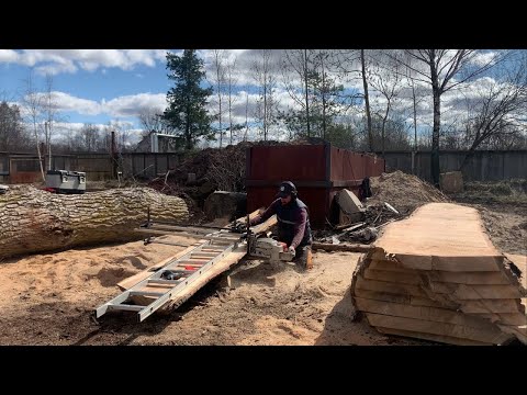 История одного тополя или просто залипательное видео